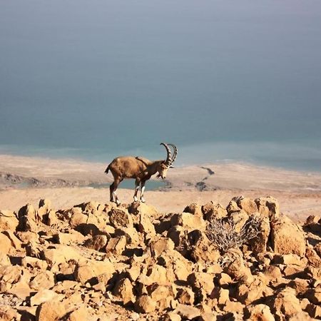 Ein Gedi Rooms 네베 조하르 외부 사진