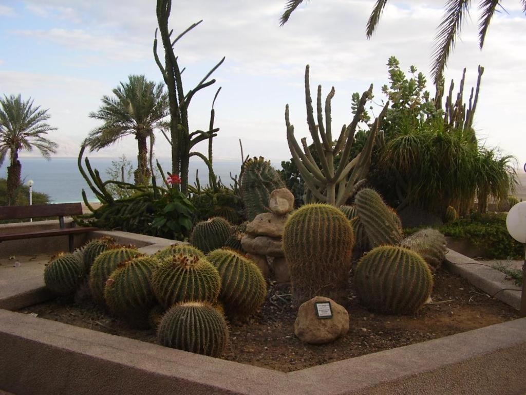 Ein Gedi Rooms 네베 조하르 외부 사진